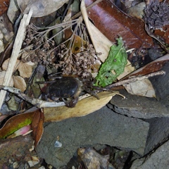 Geothelphusa dehaani