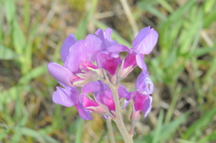 Lathyrus pauciflorus