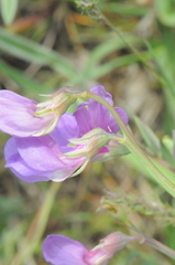 Lathyrus pauciflorus
