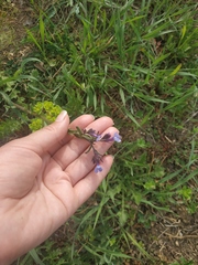 Anchusa stylosa