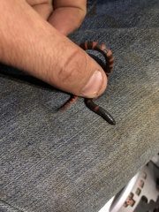 Geophis duellmani