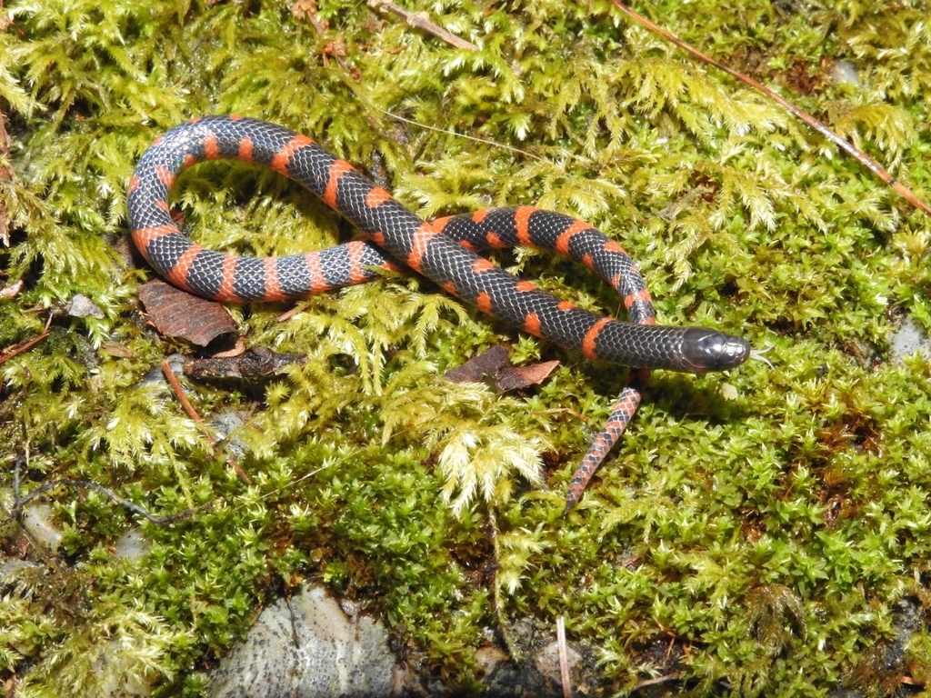 Sierra Juarez Earth Snake