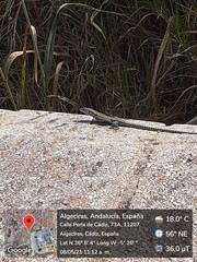 Podarcis vaucheri