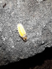 Lamprohiza mulsantii