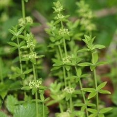 Cruciata glabra