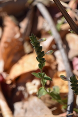 Carlowrightia arizonica