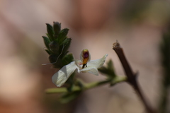 Carlowrightia arizonica