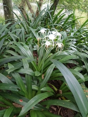 Hymenocallis speciosa