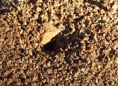 Ophthalmopone hottentota