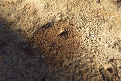 Ophthalmopone hottentota
