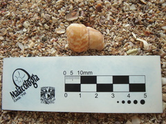 Turritella