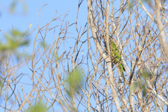 Eupsittula canicularis