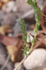 Carlowrightia arizonica