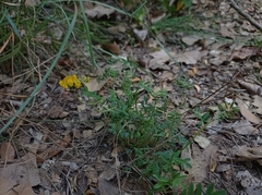 Hippocrepis scorpioides