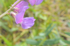 Lathyrus pauciflorus