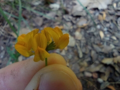 Hippocrepis scorpioides