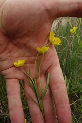 Ranunculus pedatus