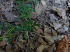 Hippocrepis scorpioides