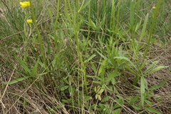 Ranunculus pedatus