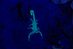 Centruroides suffusus