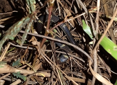 Lycodon travancoricus