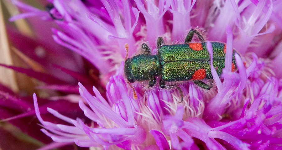 Trichodes quadriguttatus