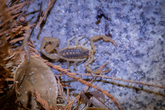 Centruroides suffusus