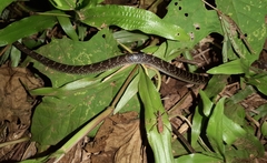 Lycodon travancoricus