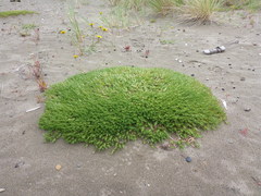 Cardionema ramosissimum