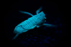 Centruroides suffusus