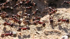 Pogonomyrmex rugosus