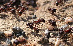 Pogonomyrmex rugosus