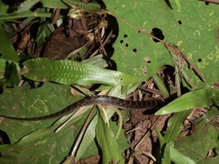 Lycodon travancoricus