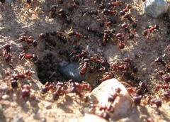 Pogonomyrmex rugosus