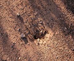 Pogonomyrmex rugosus