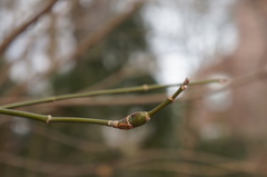 Proteoteras willingana