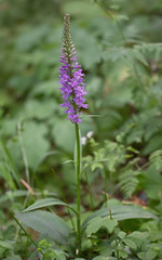 Dactylorhiza saccifera
