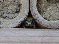 Osmia cornuta