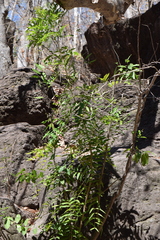 Thouinidium decandrum