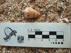 Conasprella perplexa
