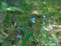 Anchusa