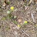 photo of Prairie Buttercup (Ranunculus rhomboideus)