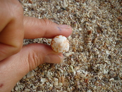 Conasprella perplexa