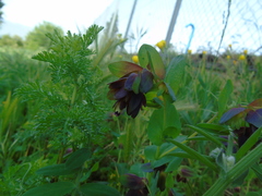 Cerinthe retorta