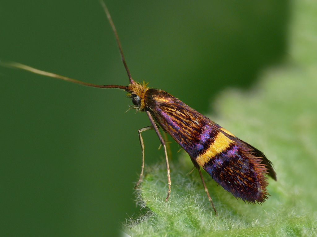 Small Barred Long-horn