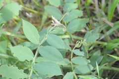 Lathyrus pauciflorus