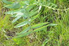 Lathyrus pauciflorus