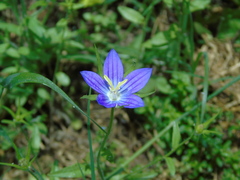 Campanula