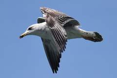 Larus michahellis