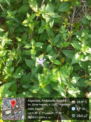 Vinca difformis